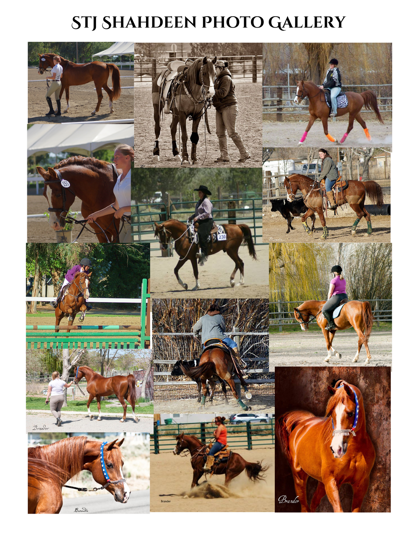 Arabian Horse yearbook photo gallery