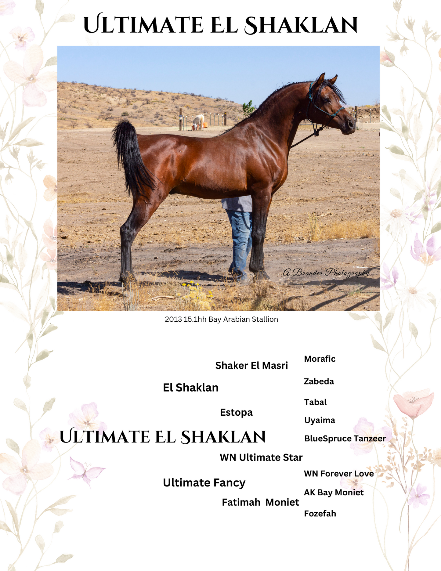 DIY Single Photo Listing Arabian Horse Yearbook