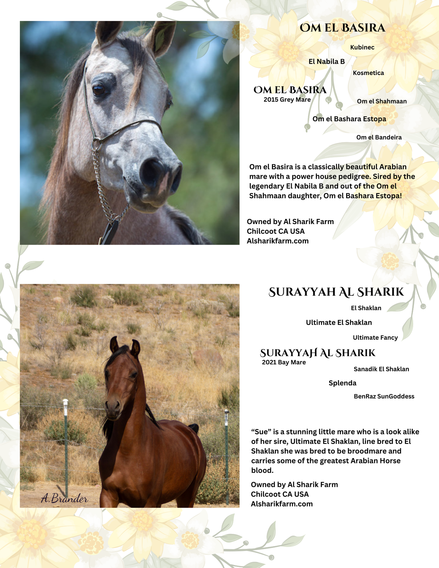 Small Breeder Farm Package DIY