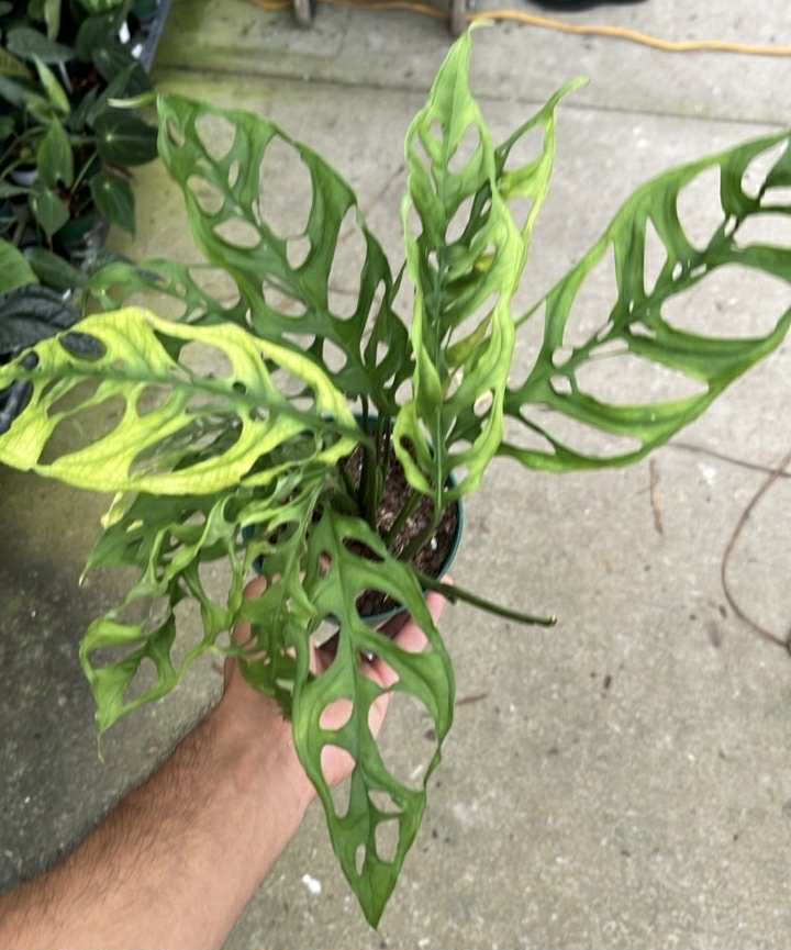 Custom Plant business Logo