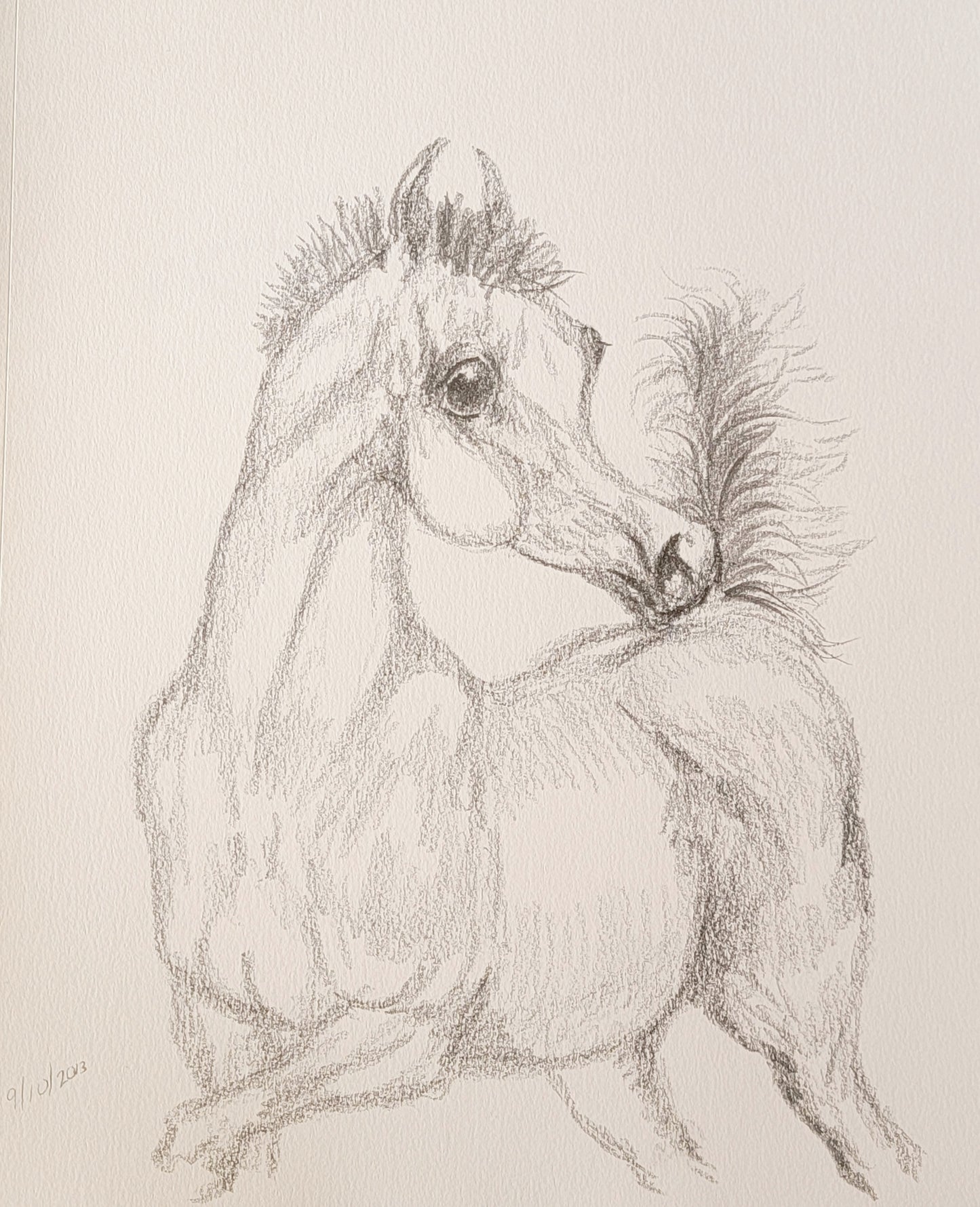 Arabian horse foal pencil sketch