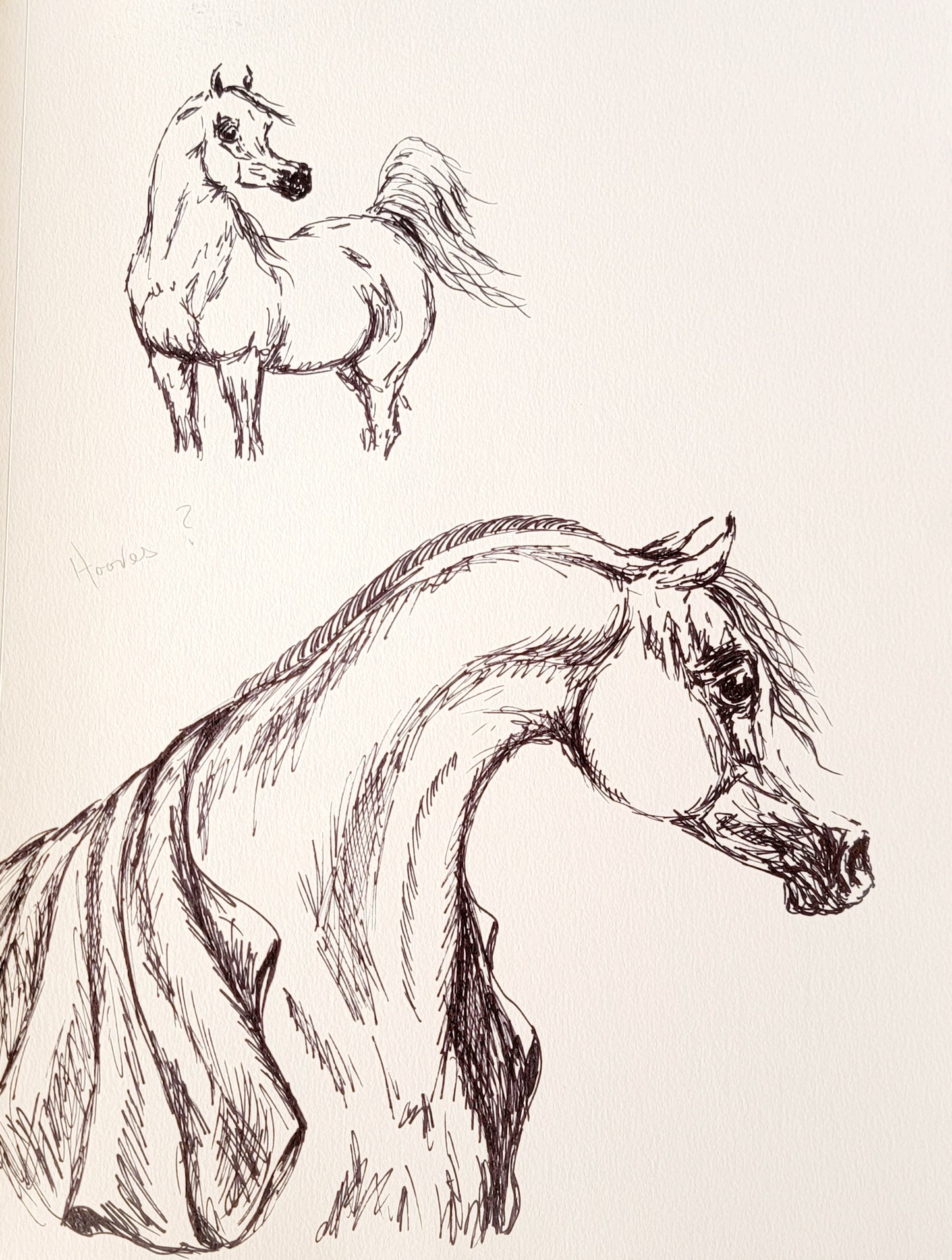 Arabian Horse Ink sketch