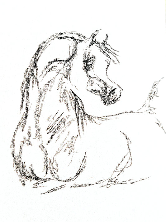 Arabian Horse charcoal sketch