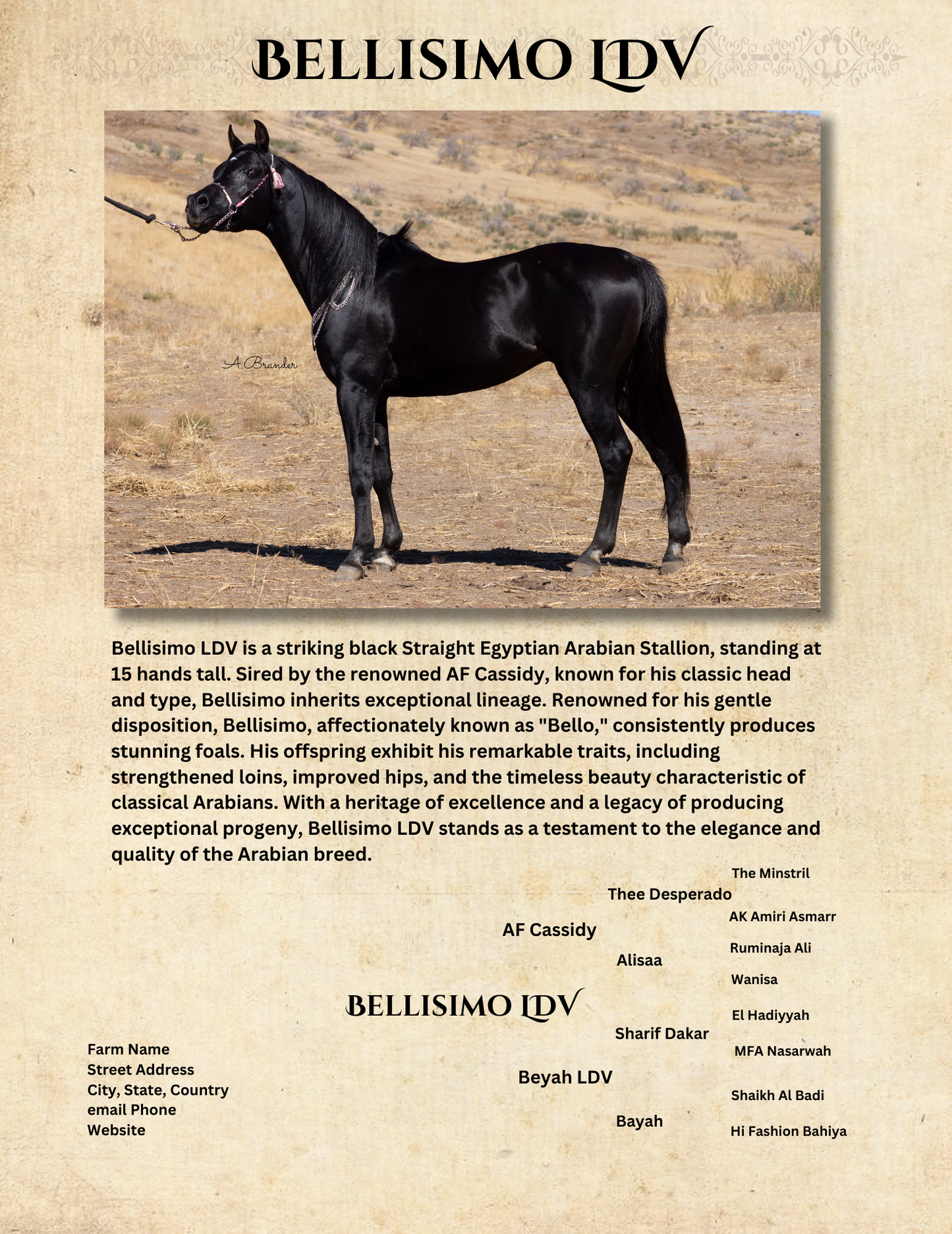 Arabian Horse Yearbook Premium Entry package