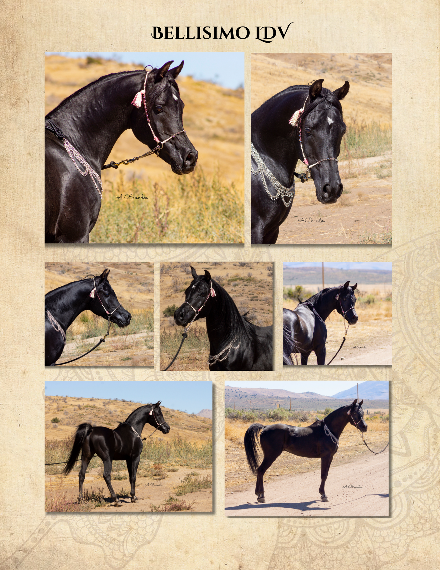 Arabian Horse Yearbook Premium Entry package