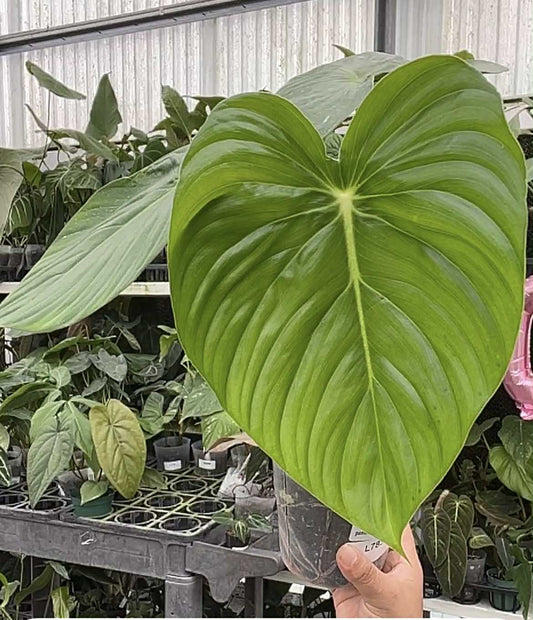 Custom Plant business Logo