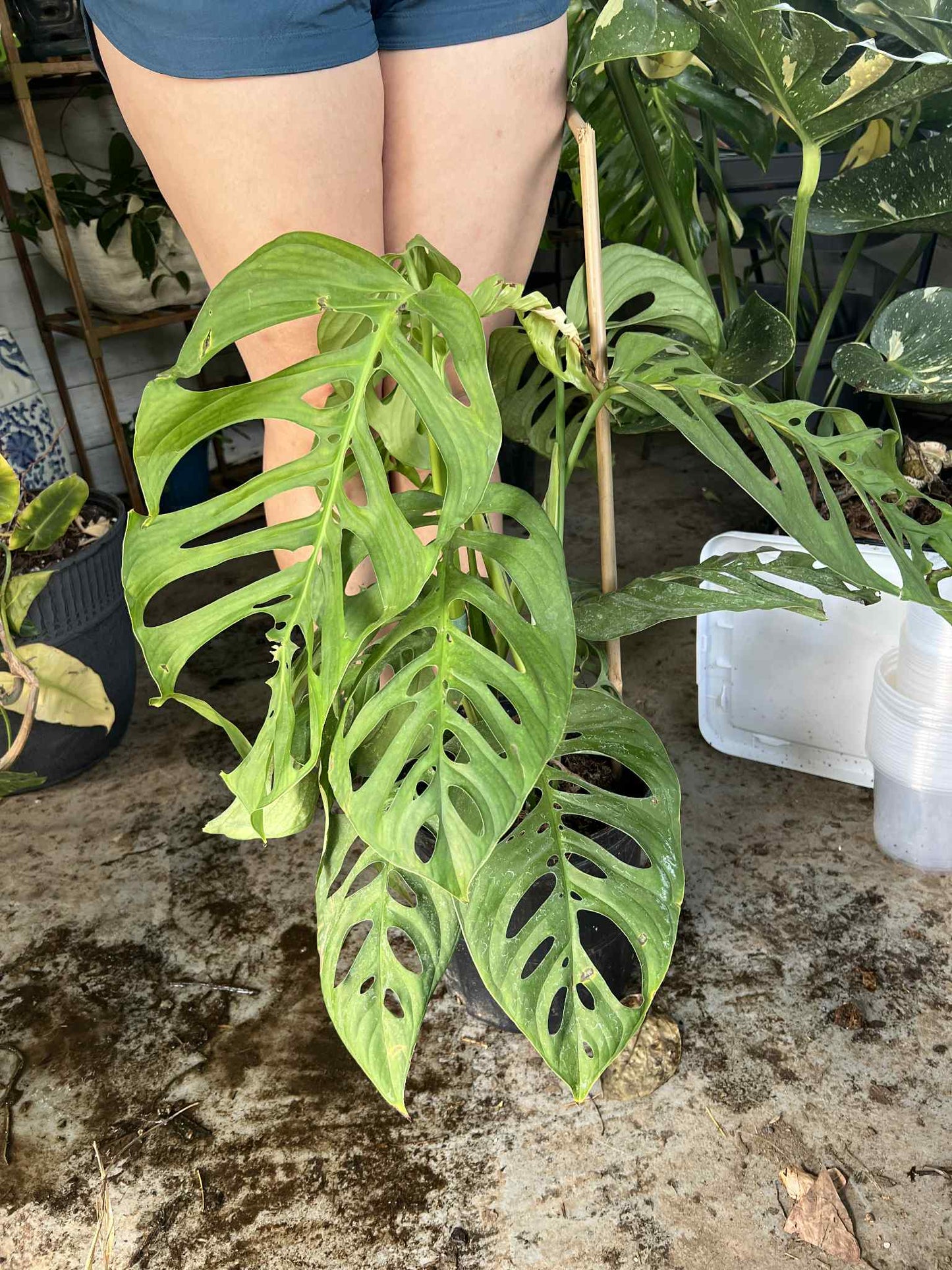 Custom Plant business Logo