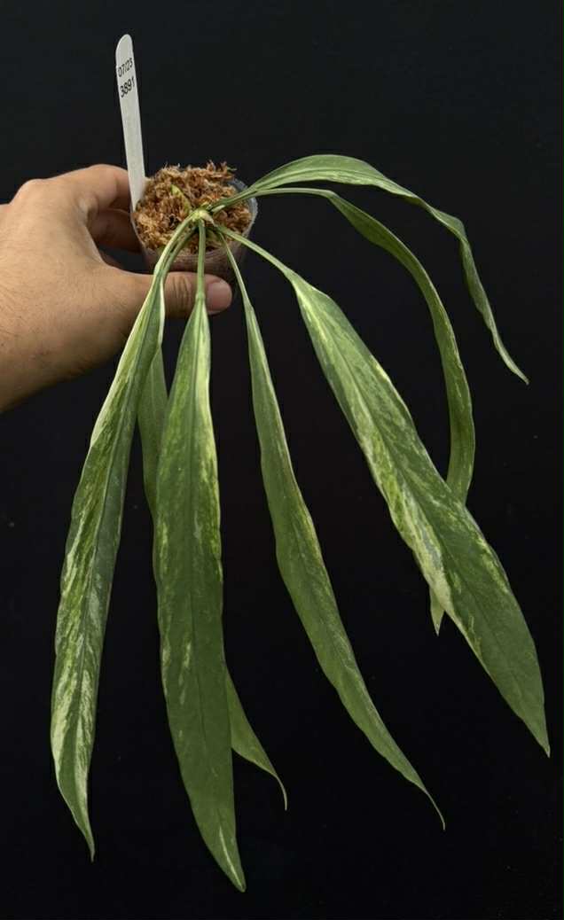 Custom Plant business Logo